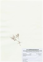 藏品(匍匐擬石花)的圖片